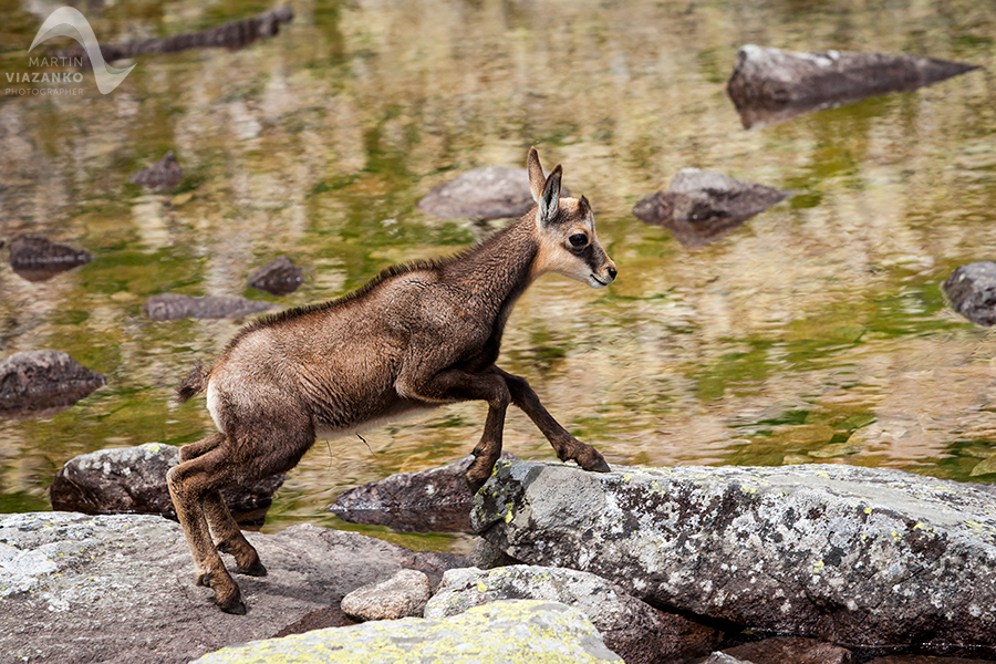 kamzik vrchovský tatranský, rupicapra rupicapra tatrica, chamois, gemse, wildlife, photo, divoká príroda, kamzík alpský, vysoké tatry, foto, high tatras